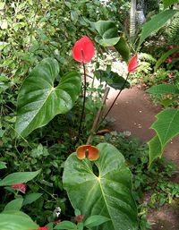 Close-up of flowers growing on tree