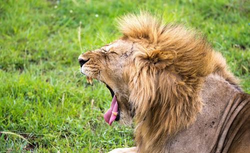 Close-up of cat yawning