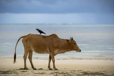 Horse standing on beach