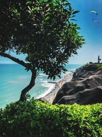 Tree by sea against sky