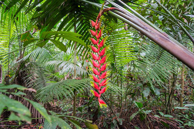 Heliconia blooming in park