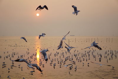 Seagulls flying over lake against sky during sunset