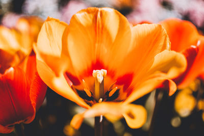 Close-up of orange day