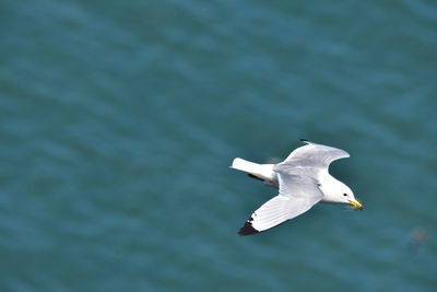 Seagull flying in the sea