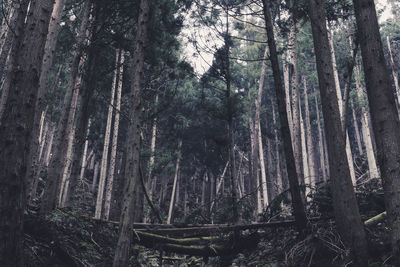 Low angle view of bamboo trees in forest