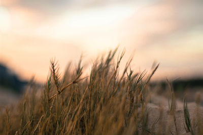 Close-up of wheat field against sky during sunset