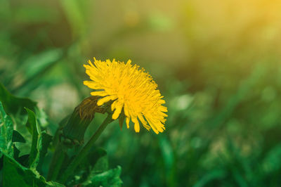 Blooming yellow dandelion flowers taraxacum officinale in garden on spring time.