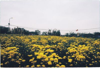 Yellow flowering plants on field against clear sky