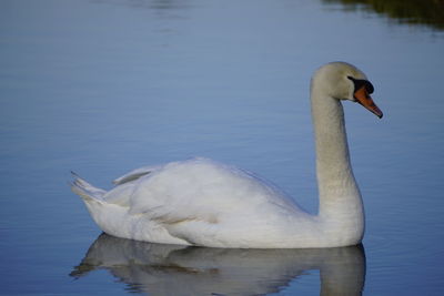 Close-up of swan swimming in lake