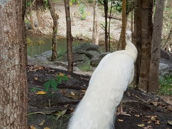 White horse in a forest