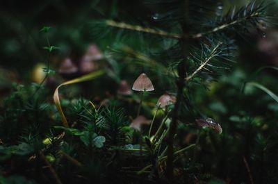 Close-up of mushroom growing on tree