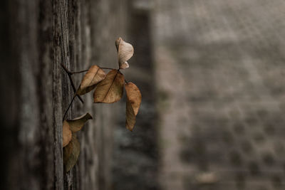 Close-up of dry leaves on tree trunk