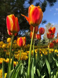 Close-up of orange tulips in field