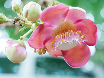 Close-up of pink flowering plant