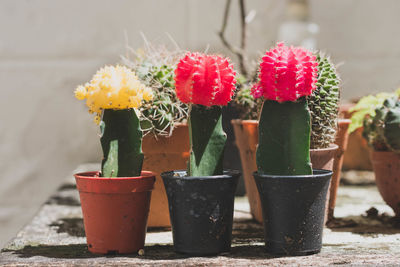 Close-up of potted cactus plant