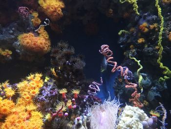 View of coral in sea