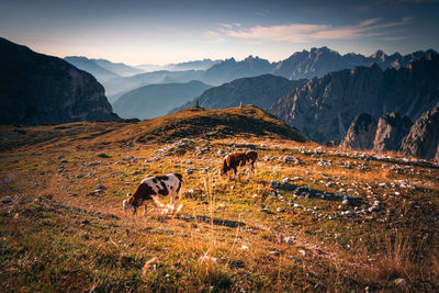 Deer standing on field