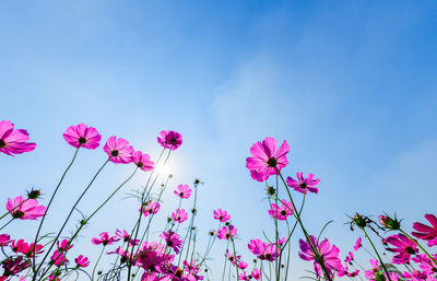 Beautiful pink cosmos with sun light on blue sky background, summer flower background concept