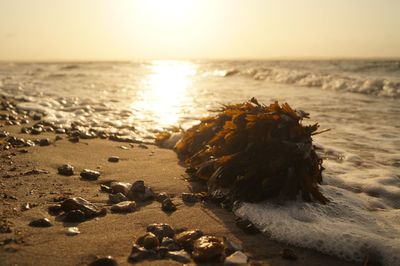 Close-up of pebbles on beach against sky during sunset