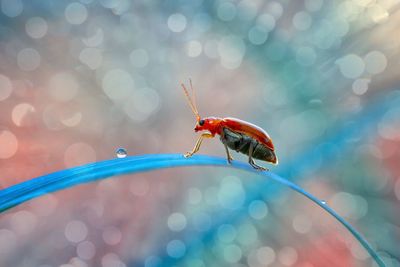 Close-up of insect on leaf