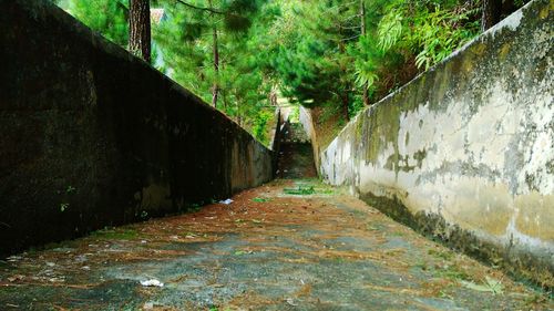 Dirt road amidst trees