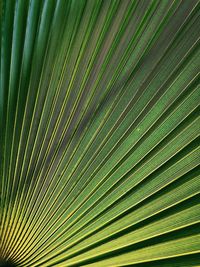 Full frame shot of palm tree leaves