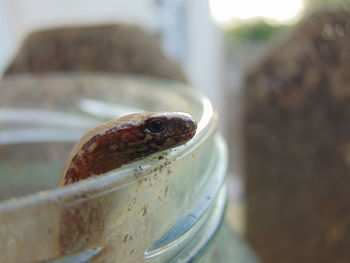 Close-up of a lizard on metal