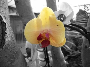 Close-up of yellow flower