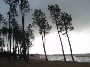 Trees on field against sky