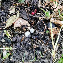 Close-up high angle view of plants