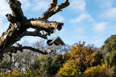 Low angle view of tree against sky