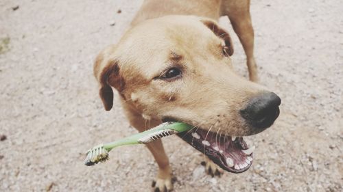 Close-up of dog