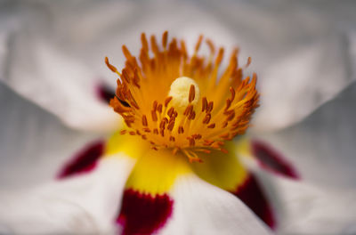 Close-up of yellow flower