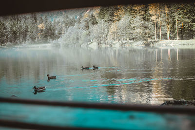 Ducks swimming in lake