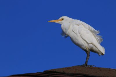 Low angle view of bird perching against clear blue sky