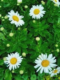 Close-up of white daisy flowers