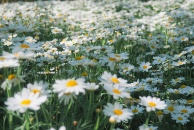 Close-up of white daisy flowers