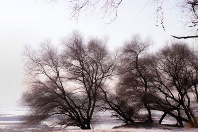 Bare trees against sky