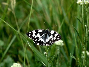 Close-up of butterfly on flower