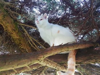 Close-up of cat on tree