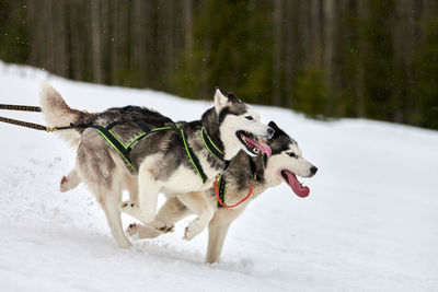 Dog on snow covered land