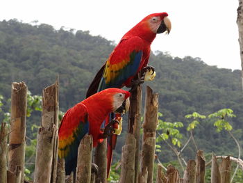 Bird perching on wooden post