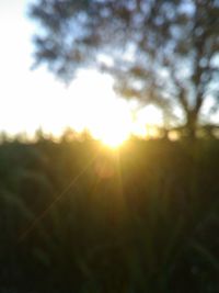 Sun shining through trees