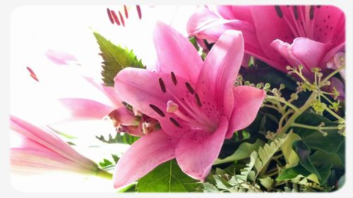 Close-up of pink flower