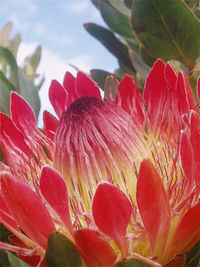 Full frame shot of red flower