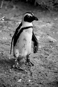 Close-up of penguin on field