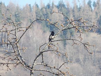 Low angle view of birds perching on bare tree