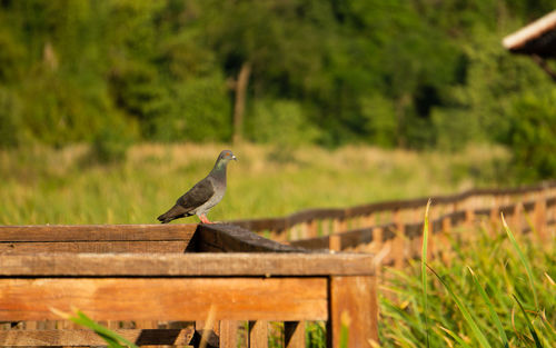 Bird perching on a railing