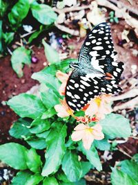 Close-up of butterfly on leaf