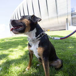 Dog looking away on field